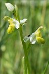 Ophrys apifera var. flavescens Rosbach