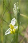 Ophrys apifera var. flavescens Rosbach