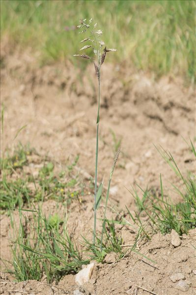 Holcus lanatus L.