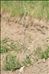 Holcus lanatus L.