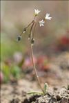 Holosteum umbellatum L.