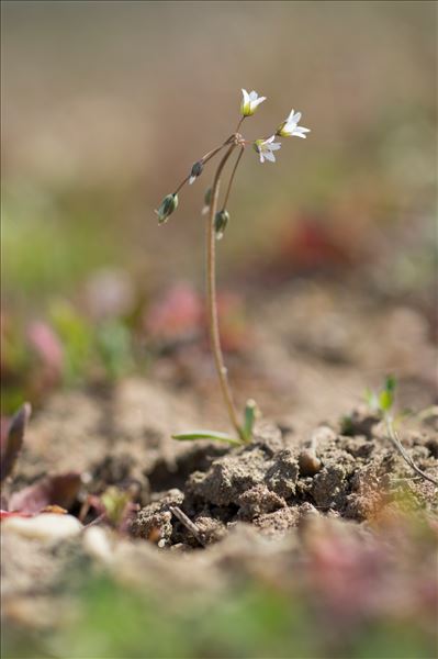 Holosteum umbellatum L.