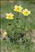 Anemone alpina subsp. apiifolia (Scop.) O.Bolòs & Vigo