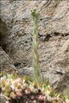 Sempervivum tectorum subsp. arvernense (Lecoq & Lamotte) Rouy & E.G.Camus