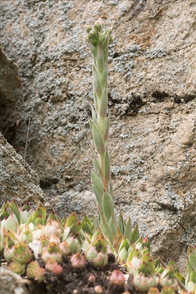 Sempervivum tectorum subsp. arvernense (Lecoq & Lamotte) Rouy & E.G.Camus