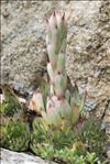 Sempervivum tectorum subsp. arvernense (Lecoq & Lamotte) Rouy & E.G.Camus