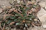 Sesamoides pygmaea (Scheele) Kuntze