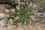 Sesamoides pygmaea var. sesamoides (L.) Kerguélen