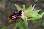Ophrys x pantaliciensis Kohlmüller, Riech. & Schöb.