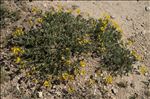 Coronilla minima subsp. lotoides (W.D.J.Koch) Nyman