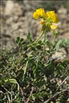 Coronilla minima subsp. lotoides (W.D.J.Koch) Nyman