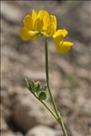 Coronilla minima subsp. lotoides (W.D.J.Koch) Nyman