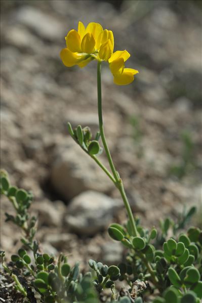 Coronilla minima subsp. lotoides (W.D.J.Koch) Nyman