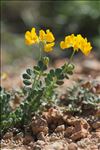 Coronilla minima subsp. lotoides (W.D.J.Koch) Nyman