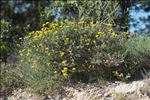 Coronilla minima subsp. lotoides (W.D.J.Koch) Nyman