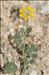Coronilla minima L. subsp. minima