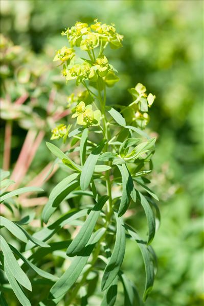 Euphorbia esula subsp. tommasiniana (Bertol.) Kuzmanov