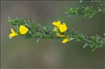 Genista pilosa subsp. jordanii (Rouy) Braun-Blanq.