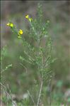 Genista pilosa subsp. jordanii (Rouy) Braun-Blanq.