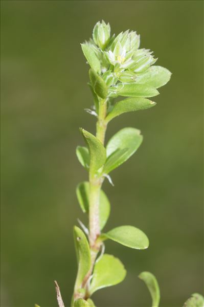 Polycarpon tetraphyllum subsp. diphyllum (Cav.) O.Bolòs & Font Quer