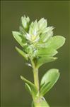 Polycarpon tetraphyllum (L.) L.