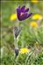 Anemone pulsatilla subsp. bogenhardtiana (Rchb.) Rouy & Foucaud