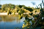 Humulus lupulus L.