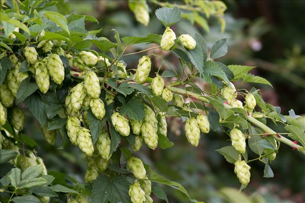 Humulus lupulus L.