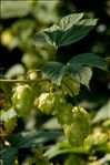 Humulus lupulus L.