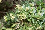 Rubia peregrina subsp. requienii (Duby) Cardona & Sierra