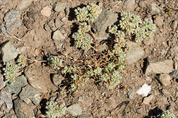 Scleranthus perennis L. subsp. perennis