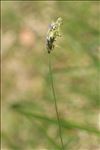 Sesleria caerulea (L.) Ard. subsp. caerulea