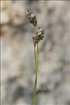 Sesleria caerulea (L.) Ard. subsp. caerulea