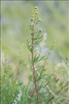 Artemisia campestris subsp. alpina (DC.) Arcang.
