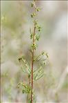 Artemisia campestris subsp. alpina (DC.) Arcang.