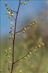 Artemisia campestris L. subsp. campestris