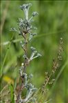 Artemisia campestris subsp. maritima (DC.) Arcang.