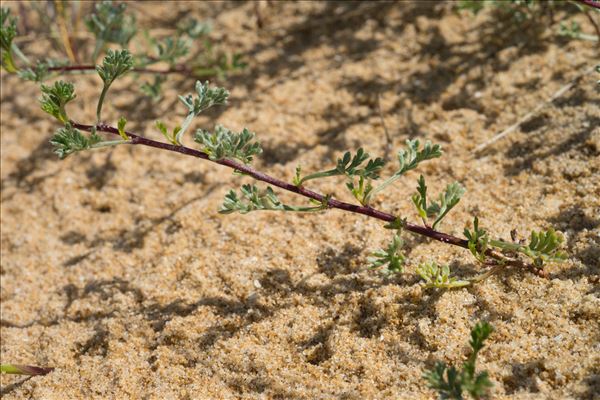 Artemisia campestris subsp. maritima (DC.) Arcang.