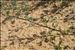 Artemisia campestris subsp. maritima (DC.) Arcang.