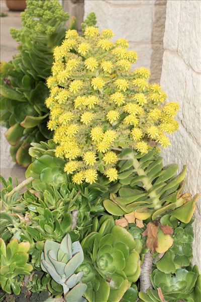 Aeonium canariense Webb & Berthel.