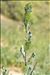 Salix repens subsp. repens var. dunensis (Rouy) P.Fourn.