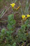 Hypericum elodes L.