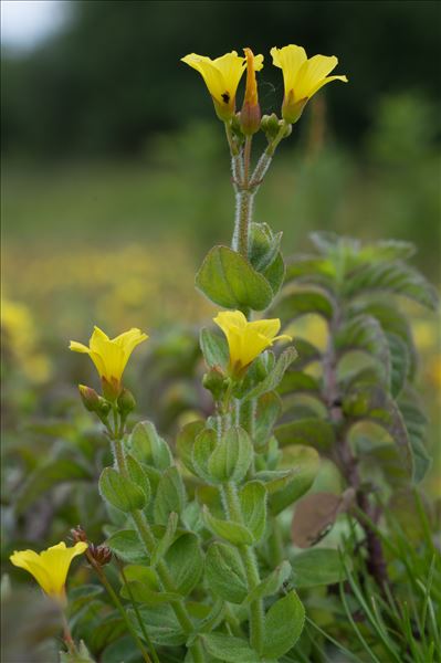 Hypericum elodes L.