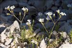 Cerastium arvense subsp. suffruticosum (L.) Ces.