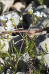 Cerastium arvense subsp. suffruticosum (L.) Ces.