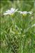 Cerastium arvense subsp. strictum Gaudin