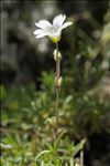 Cerastium arvense subsp. strictum Gaudin