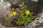 Hypericum humifusum L.
