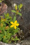 Hypericum humifusum L.