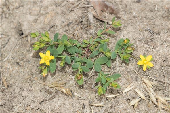 Hypericum humifusum L.